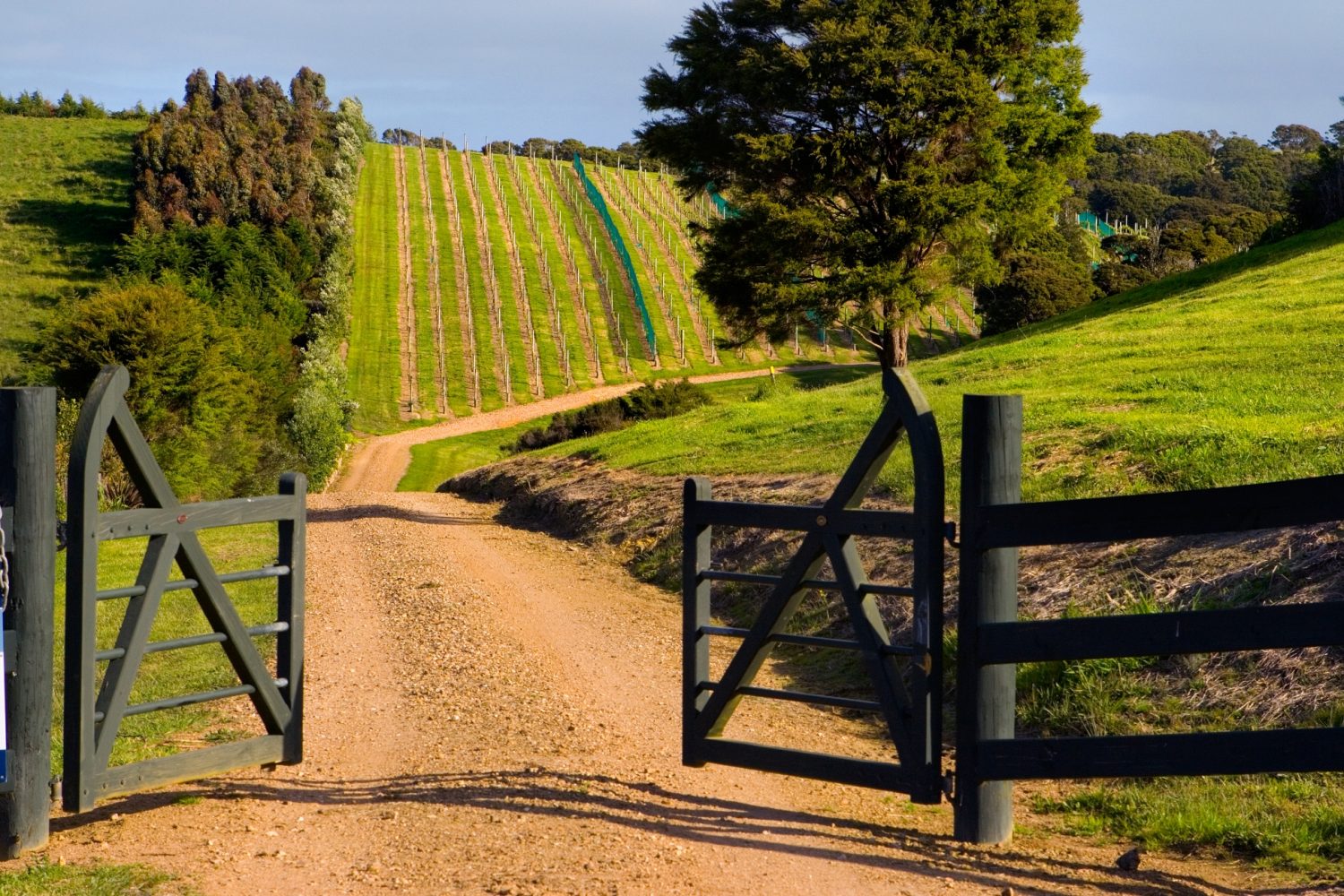 Peacock Sky Vineyard Entrance Gate Peacock Sky Vineyard
